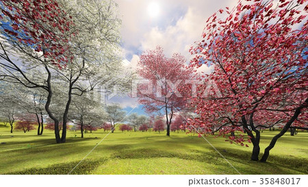 插图素材: flowering dogwood trees in orchard in spring time