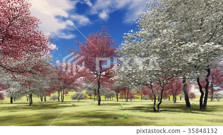 图库插图: flowering dogwood trees in orchard in spring time