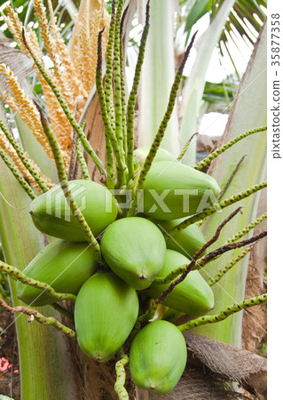 图库照片: coconut tree