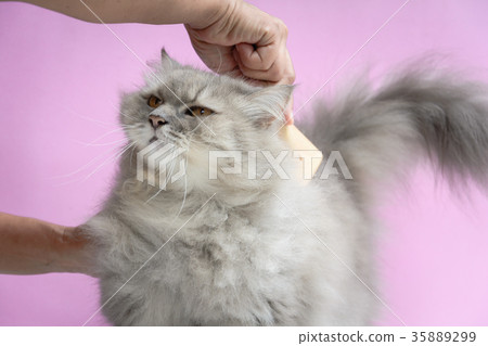 stock photo: brush the cat fur comb on a wooden table