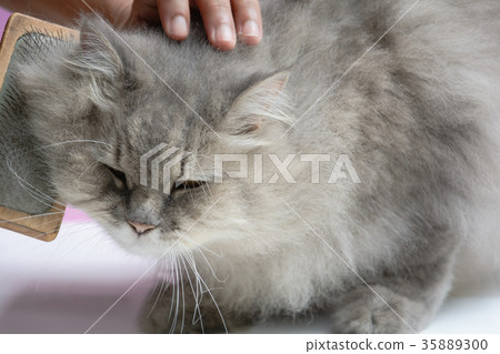 图库照片: brush the cat fur comb on a wooden table