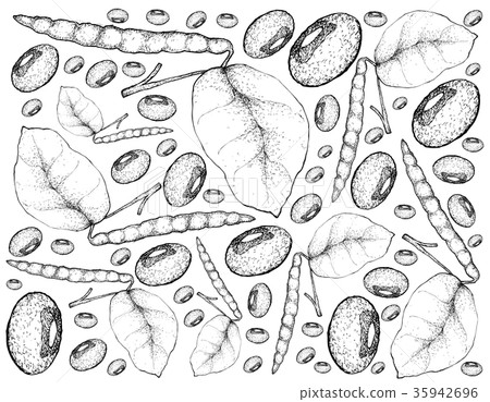 图库插图 hand drawn of black eyed pea plants background