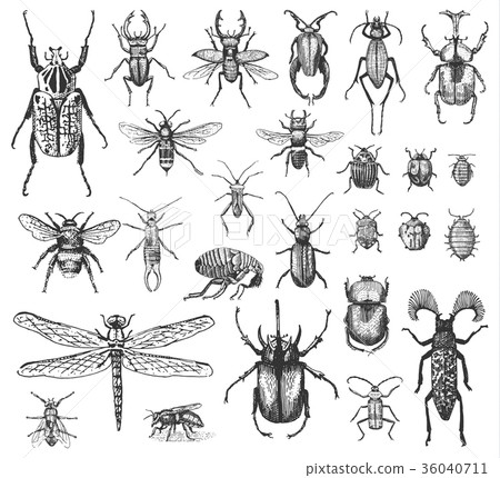 Big Set Of Insects Bugs Beetles And Bees Many Stock Illustration