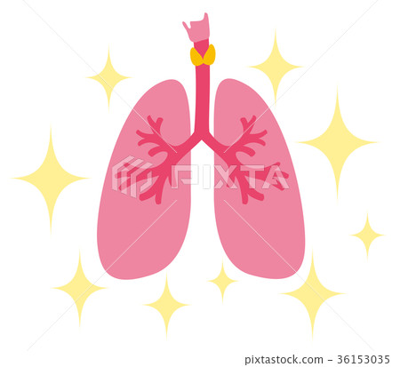 图库插图 健康的肺部
