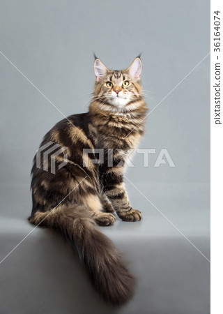 动物_鸟儿 猫 小猫 照片 maine coon kitten, black marble color, 6