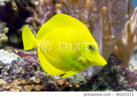 图库照片: one yellow zebrasoma fish on reef background