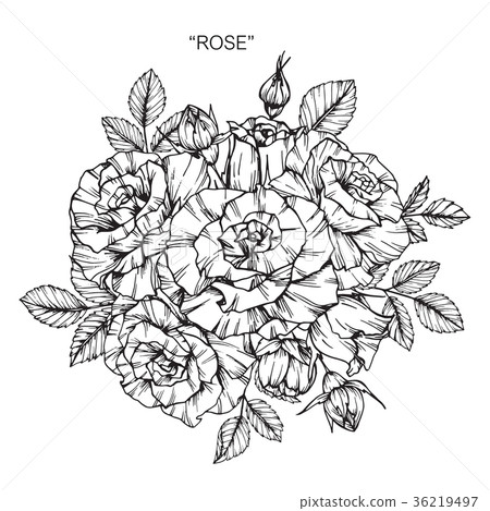 flowerrose,roseflower 图库插图: rose flower drawing illustration.