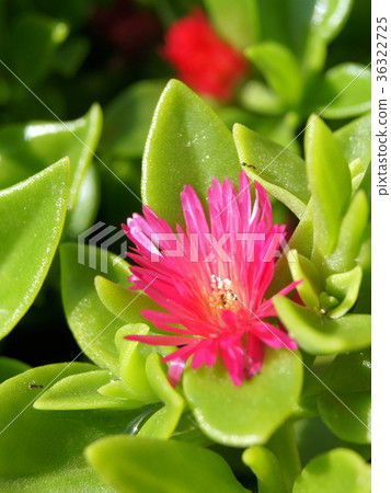 图库照片 肉质植物 花朵 花卉