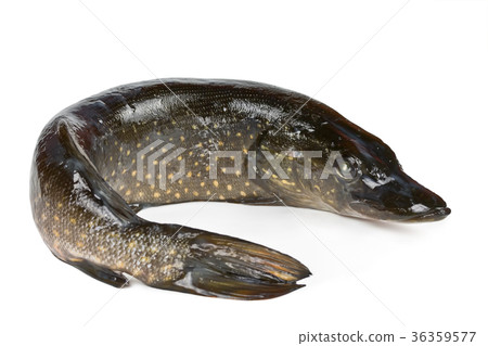 图库照片: river freshwater fish pike