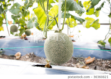 图库照片: hanging green melon fruit on agricultural farm