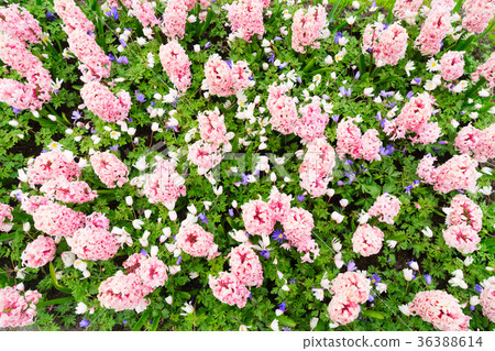 图库照片: pink hyacinth flowerbed