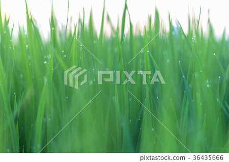 图库照片: dew on green leaves of rice plant.