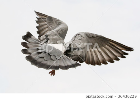 图库照片: flying pigeon bird feather wing agains white sky