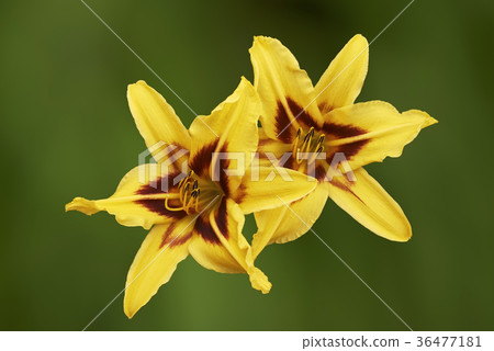 lilyflower,roseflower 图库照片: two yellow lily flower