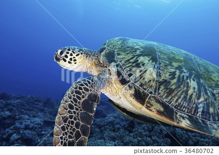 stock photo green sea turtle chelonia mydas turtle