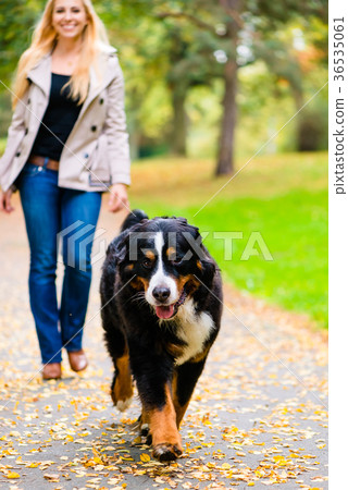 图库照片: woman and dog at retrieving stick game