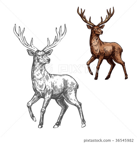 插图素材: deer, reindeer or elk sketch of wild mammal animal