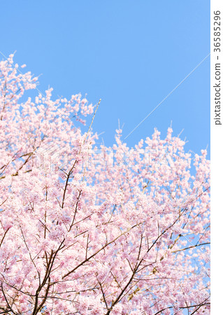 图库照片: 樱花和蓝天