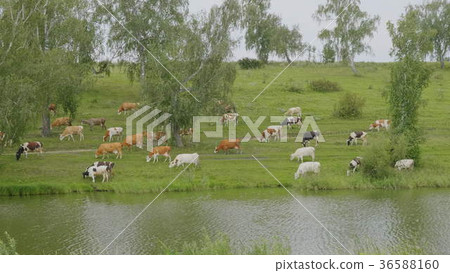 图库照片: landscape with a herd of cows in the on coast