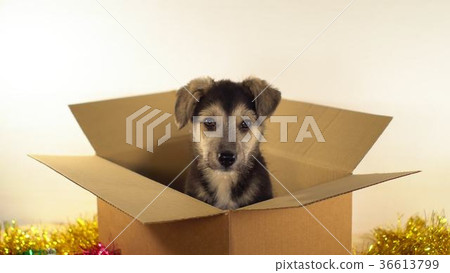 图库照片: miniature puppy dog sits in a postage box with