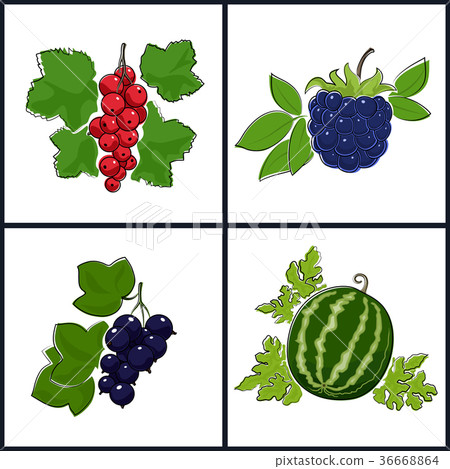 插图素材: redcurrant,blackcurrant,watermelon,blackberry