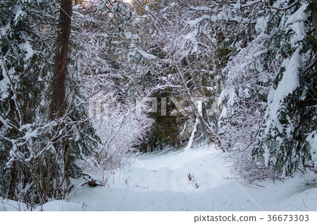 图库照片: snow covered trees in the winter forest with road
