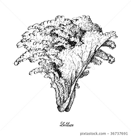 图库插图: hand drawn of lettuce on white background