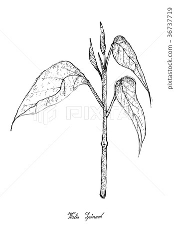 图库插图: hand drawn of water spinach on white background