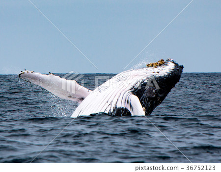 图库照片: humpback whale breaches