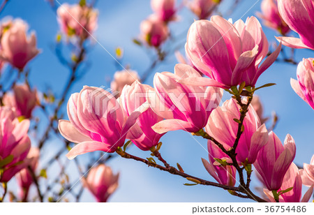 图库照片 magnolia flowers on a blue sky background