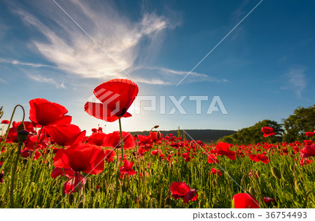 图库照片: field of red poppy flower shot from below