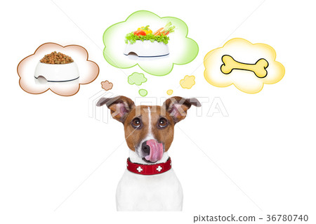 图库照片: hungry dog
