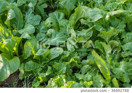 图库照片: growing lettuce in the vegetable garden. vegetable