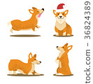 图库插图: corgi dog set of four pictures vector illustration