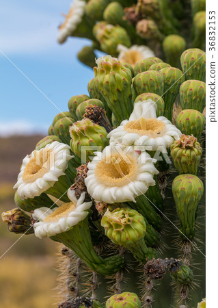 图库照片: saguaro cactus in bloom in the desert