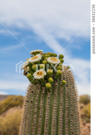 图库照片: saguaro cactus in bloom in the desert