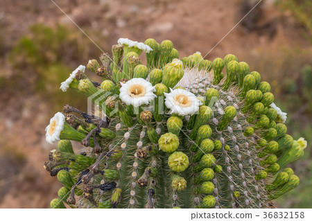 图库照片: saguaro cactus in bloom in the desert