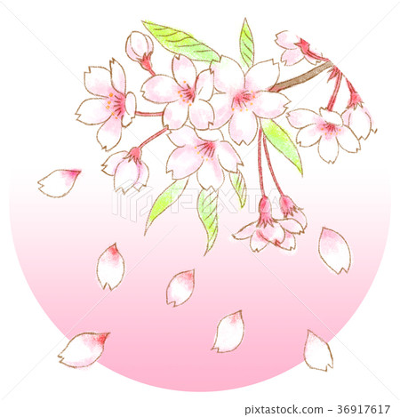 图库插图: 樱桃树