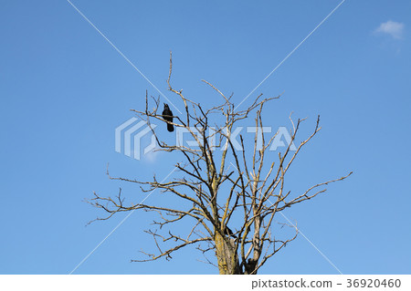 图库照片 crow at tree with blue sky in background