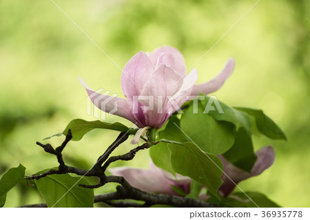 图库照片 magnolia spring flowers