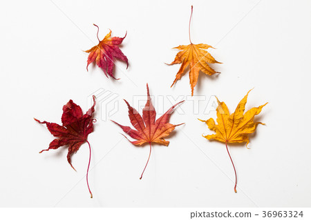 图库照片: sort of filemot maple leaf on a white