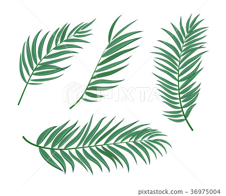 图库插图 beautifil palm tree leaf silhouette backgroun