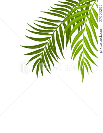 插图素材 beautifil palm tree leaf silhouette backgroun