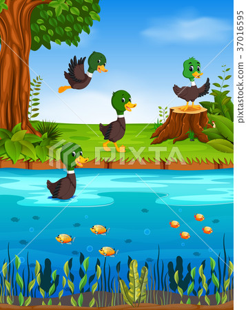 图库插图: duck in the river