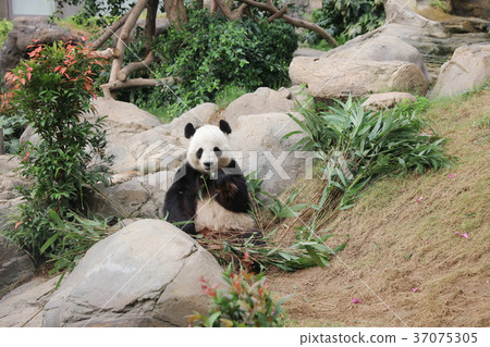 图库照片: giant black and white panda eating bamboo leaves