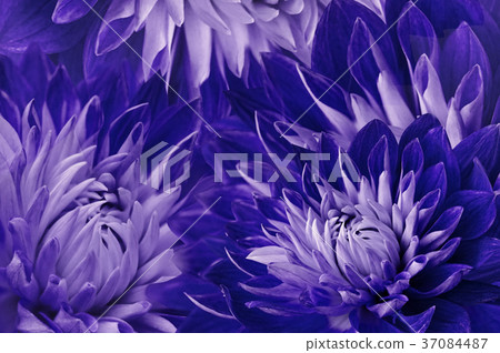 图库照片: floral blue-violet beautiful background.