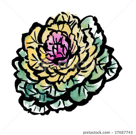 插图素材: 羽衣甘蓝 水彩画 illustration