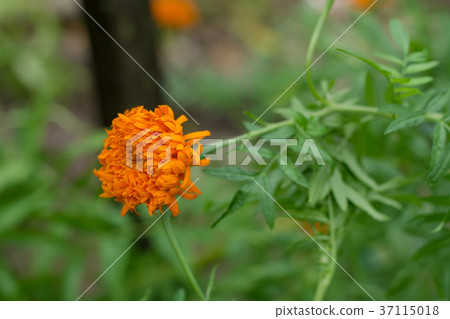 图库照片: french marigolds, orange marigolds flower