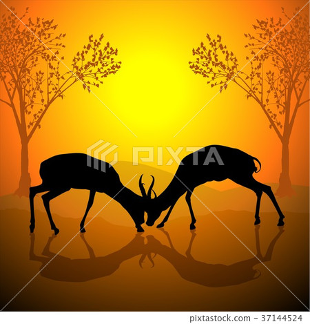 插图素材: fighting antelopes
