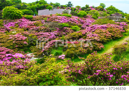 图库照片 新鲜的绿色云仙山山雾岛景观从山.